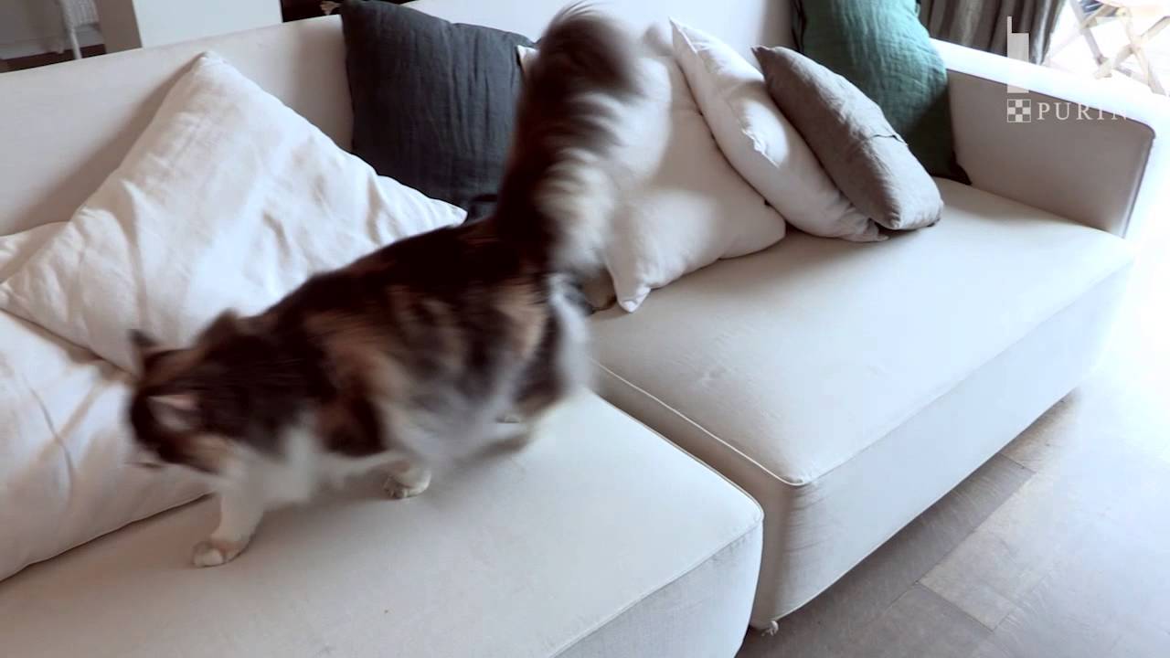Besoin d'informations concernant l'alimentation de votre chat?