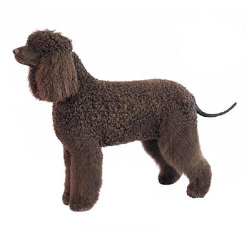Irish Water Spaniel Irish Water Spaniel