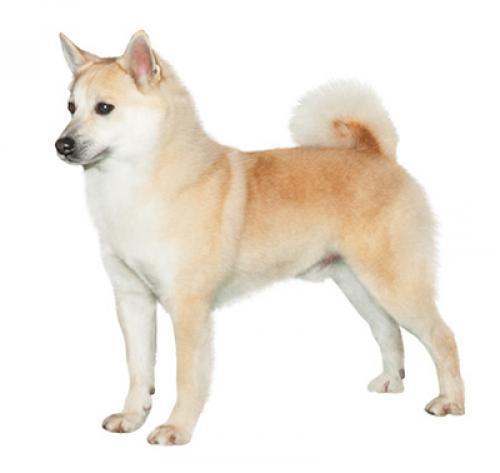 Norwegian Buhund Norwegian Buhund