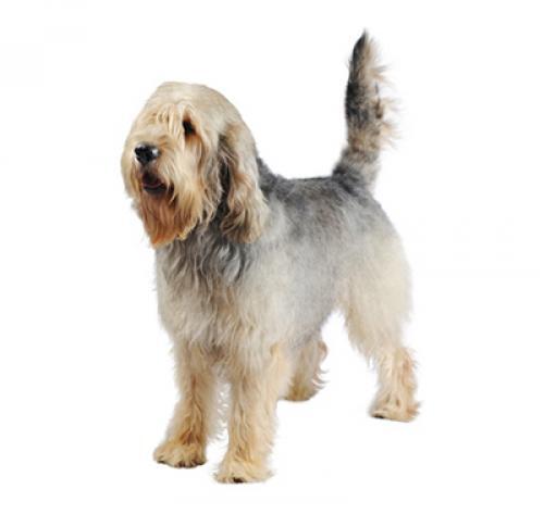 Otterhound (Chien à loutre)