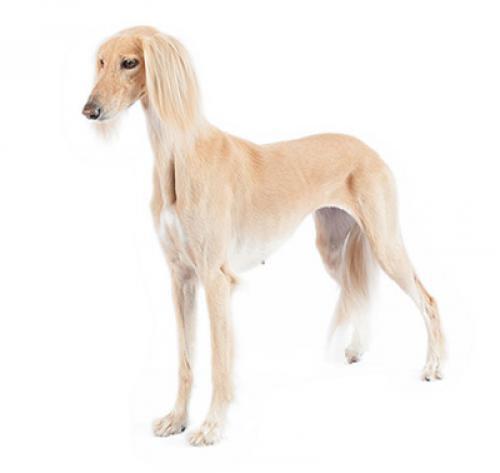 Saluki Saluki